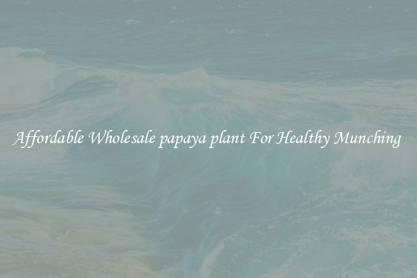 Affordable Wholesale papaya plant For Healthy Munching 